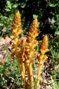 Orobanche gracilis